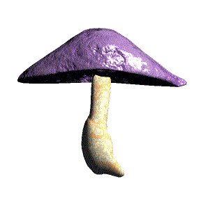 shroom.gif (156163 bytes)